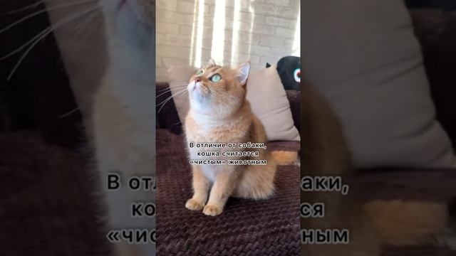 ЗАГАДОЧНЫЙ ЛОБ КОШКИ) #золотаяшиншилла #лучшийкот
