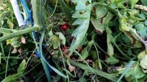 Устойчив ли томат Primabella к фитофторе? Обзор на 31 августа.