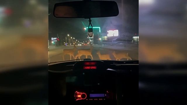 Омск продолжают атаковать косули. смотреть онлайн