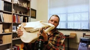 Приручение лошади с точки зрения археозоологии. Часть 1. Уильям Тейлор, Игорь Чечушков Crossroads I