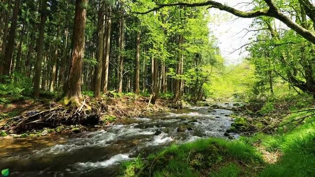 Исцеляющая гармония музыка для сердца 🌿 Расслабляющая музыка для снятия стресса №7