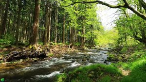 Исцеляющая гармония музыка для сердца 🌿 Расслабляющая музыка для снятия стресса №7
