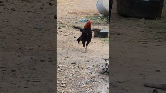 chicken fighting #shortvideo #fishing #animaltoys #toyforkidstv смотреть онлайн