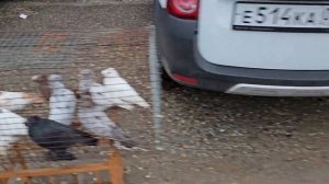 Голуби цены Птичий рынок г Прохладный