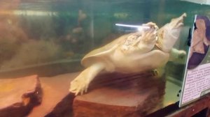 Черепаха Китайский трионикс! 🐢🍀❤ Ульяновский зоопарк // Turtle Trionyx
