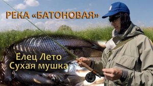 Река "Батоновая". Ловля Ельца Летом на сухие мушки на незнакомой реке.