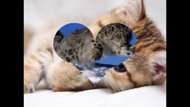 Мое слайд-шоу "Кошки" смотреть онлайн