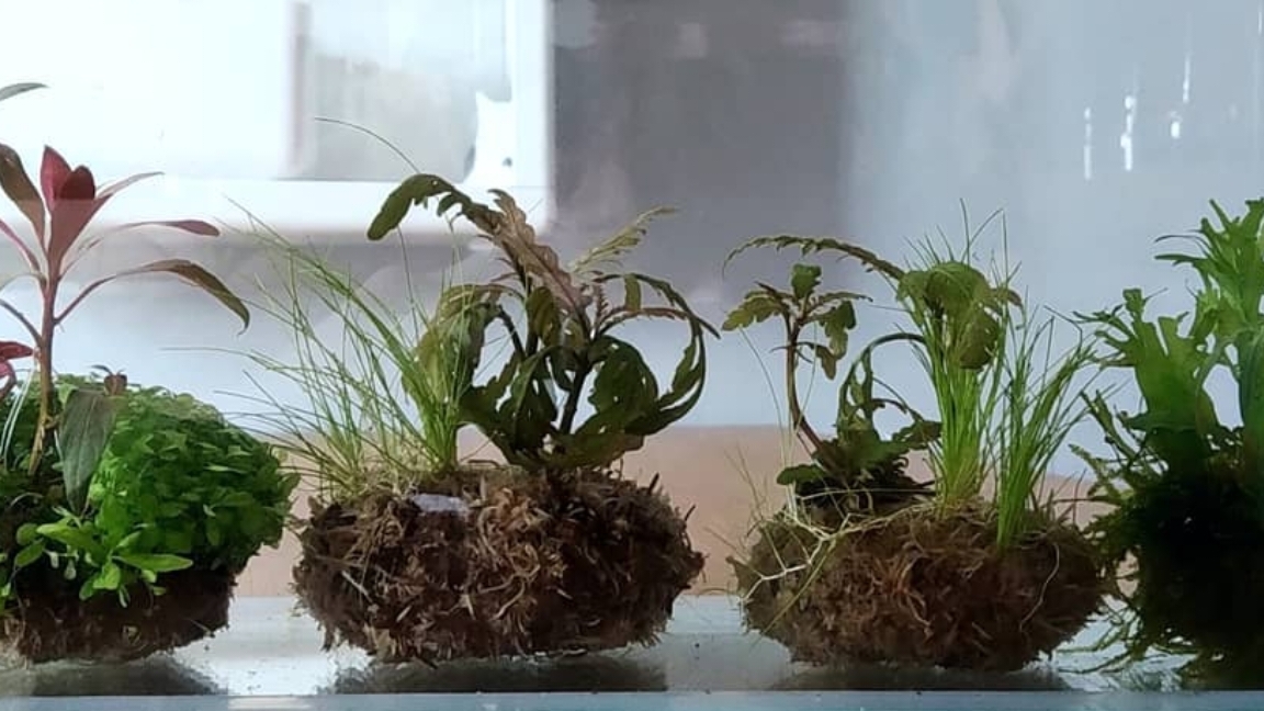 Первый раз делаю вибикусы для аквариума. смотреть онлайн