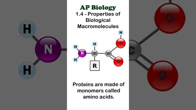 AP Bio - 1.4 Part 2 - Proteins #apbiology #biochemistry смотреть онлайн