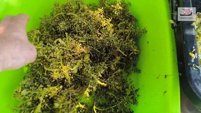 363 Наш первый опыт в домашнем виноделиидомашнее винодолина лефкадиямолдаванское вино.