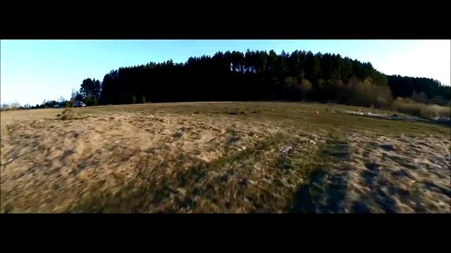 Pine forest смотреть онлайн