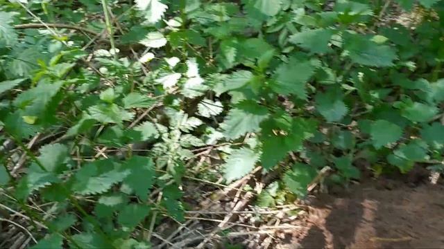 На лесном хуторе Монеты шли одна за одной как вдруг... смотреть онлайн