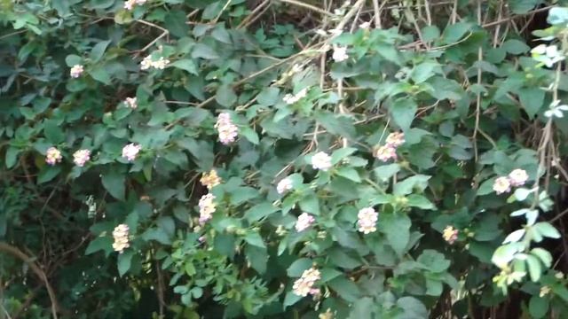 Use of Lantana and Pithecellobium as Live Fence. Part-1 © Pankaj Oudhia смотреть онлайн