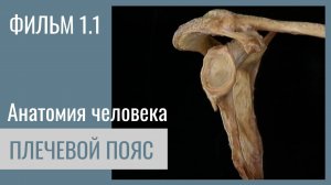 ПЛЕЧЕВОЙ ПОЯС. Анатомия человека. Видеоатлас Acland. Фильм 1.1
