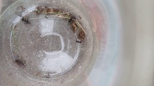 МУРАВЬИ ПРОТИВ ДРУГИХ МУРАВЬЕВ