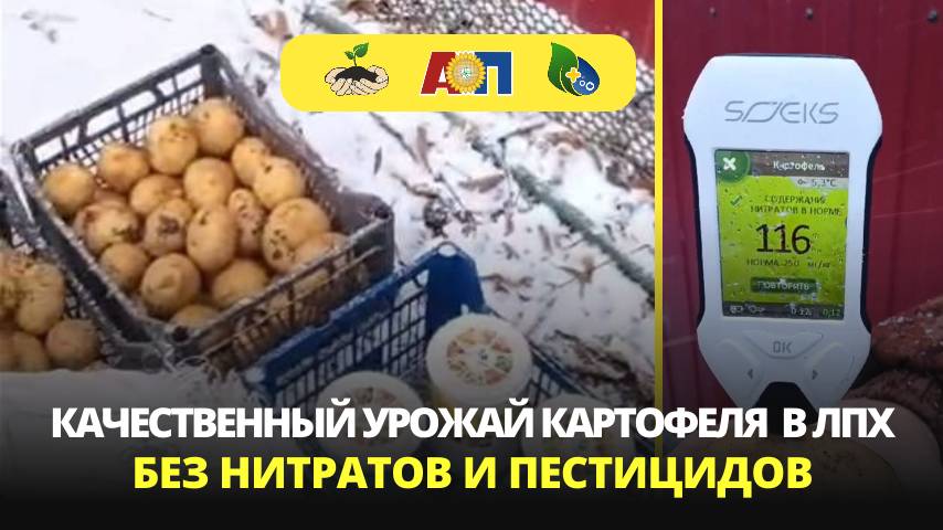 Качественный картофель в ЛПХ без нитратов и пестицидов. Отзыв клиента