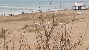 27.12.Уборка песчаных пляжей Анапы.