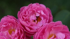 Английская роза Merlin