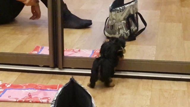 Мини йоркширский терьер щенок. Играет и лает, первый день в новом доме. смотреть онлайн