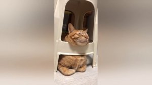 Смешные котики 74