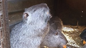 ЧЕМ кормлю НУТРИЙ утром. 20.11.24.