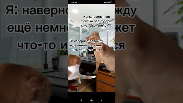 твоя тупость #работа #тупость