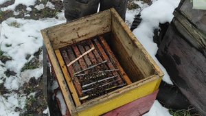Пчеловодство. Ревизия на пасеке!