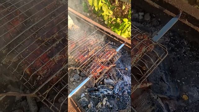 Пистолеты сибирской косули на углях!