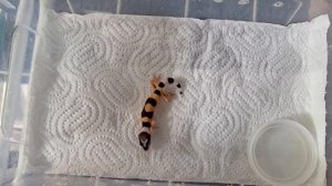 Новый малыш эублефар.