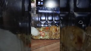 купили мышек. день первый