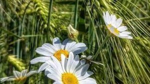 Реальные истории из моей жизни  "Искусство идеального дома" Истории из жизни / Рассказы / Слушать