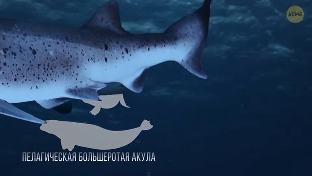 Эти морские существа заставят вас передумать перед следующим погружением
