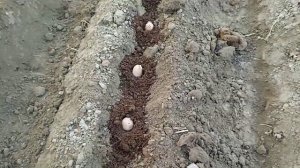 Картошка экиш Биогумусга