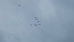 Голуби  чужак и кошка