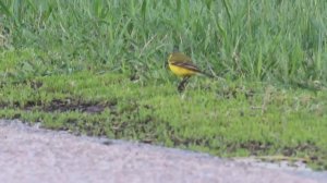 Трясогузка желтая