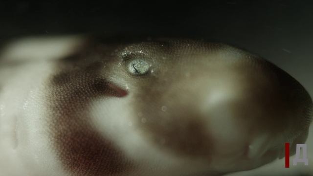 Рождение акулы.