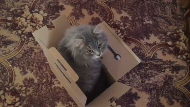 Вот Почему Кошки Так Любят Сидеть в Коробках смотреть онлайн