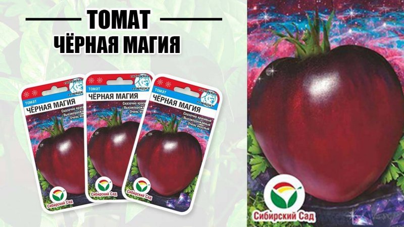 Томат "Черная магия"