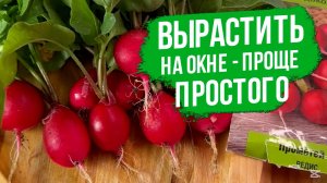 100% всхожесть семян! Как выращивать редис на окне круглый год?