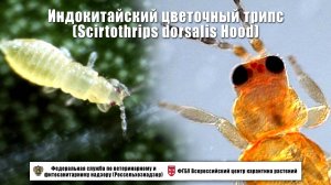 Индокитайский цветочный трипс (Scirtothrips dorsalis Hood)