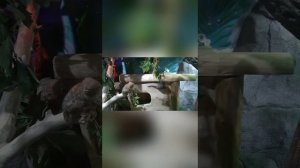 ЗООПАРК В РИО