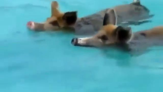 ВОДОПЛАВАЮЩИЕ СВИНЬИ