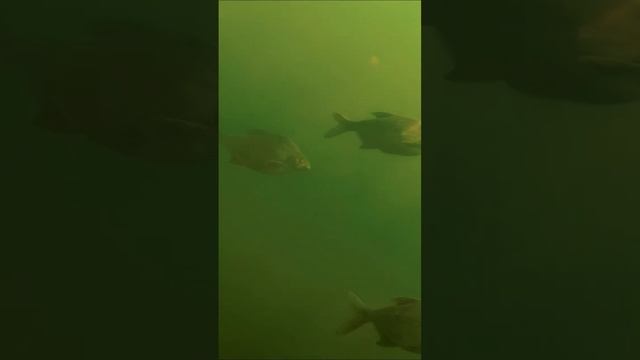 Огромные стаи трофейных лещей - подводная съёмка #лещь #fishing #лещ