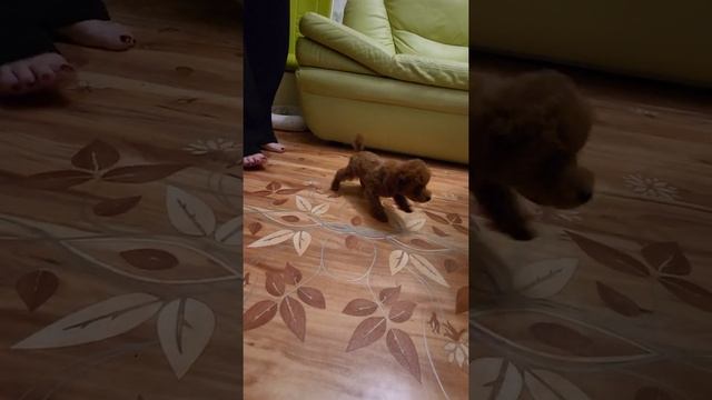 Той пудель красный Джентли Борн Шигуньян