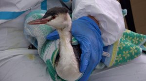 Как волонтеры ловят, отмывают и лечат пострадавших от мазута птиц и животных