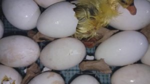 Вылупление гусят😍