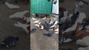 Голуби украины