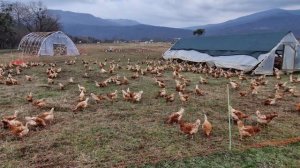 1000 кур, Россельхознадзор, электропастух, перемещение