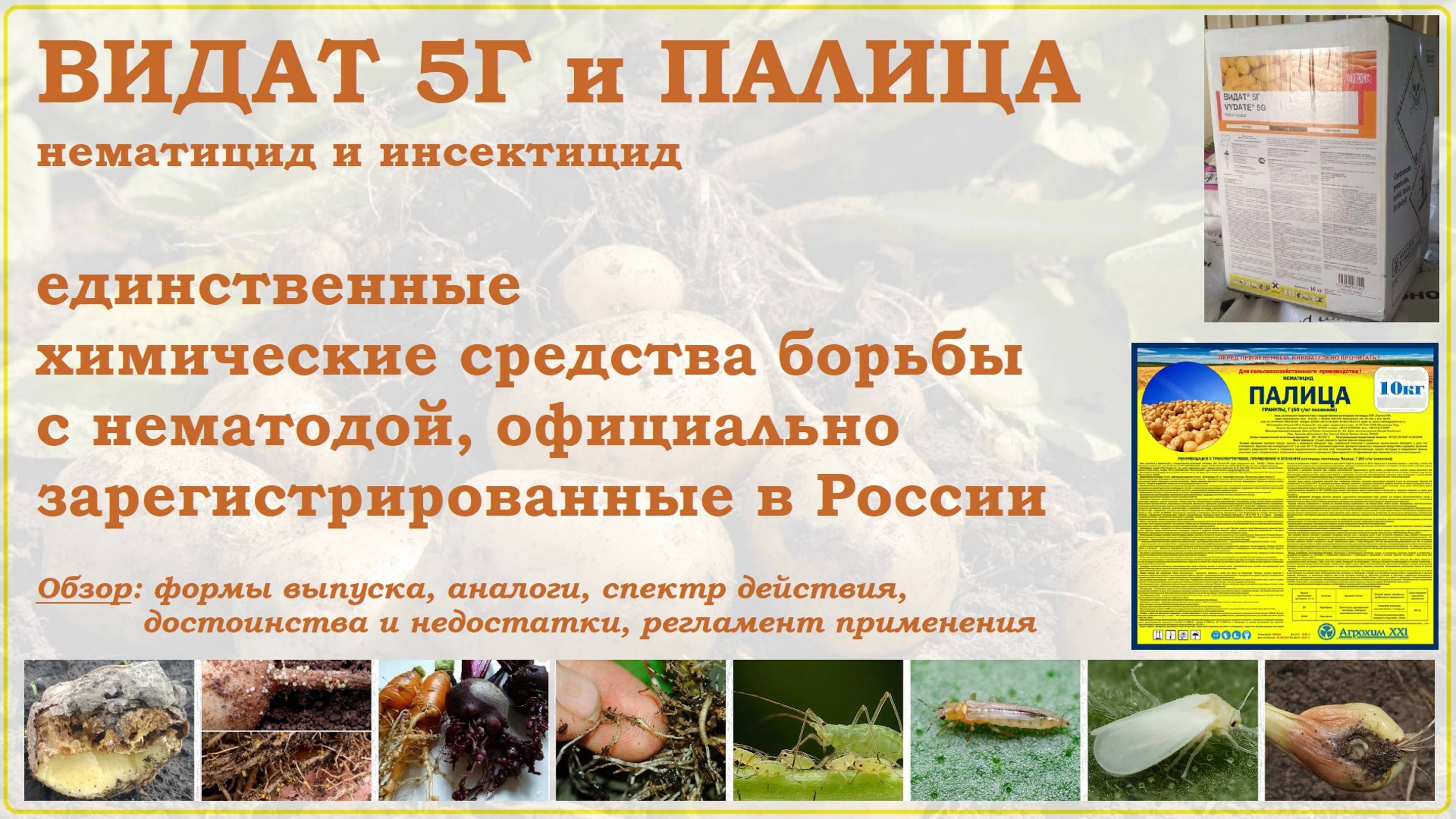 Видат и Палица - средства борьбы с нематодой, единственные зарегистрированные в России нематициды