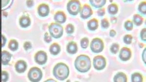 Мамино молочко под микроскопом